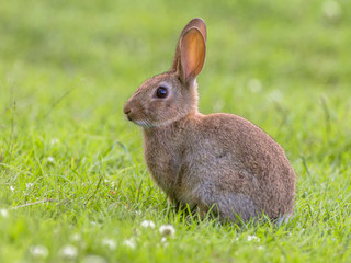 Wild rabbit green background