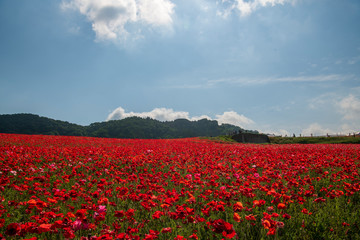 天空のポピー