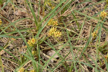 Beach plant 