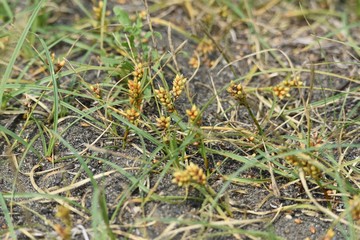 Beach plant 