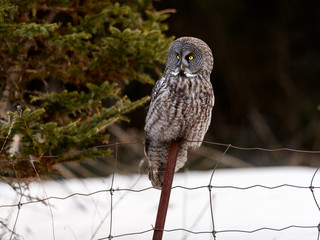 Great Grey Owl  or Great Gray Owl Perched on Metal Post in Winter