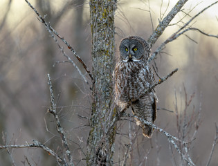 Great Grey Owl Perched in Tree in Winter