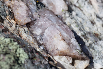 Ant on Rose Quartz