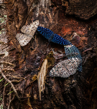 Butterflies on a tree