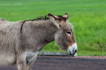 Fototapeta premium Female Donkey Profile