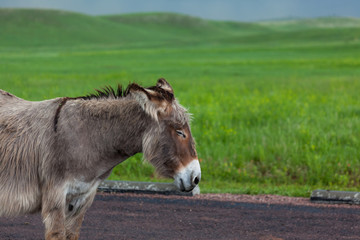 Fototapeta premium Resting Soon to be Mother Donkey