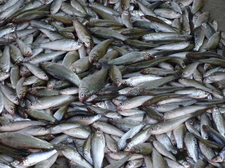 poissons - Thaîlande