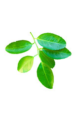 Green lemon leaf isolated on a white background.