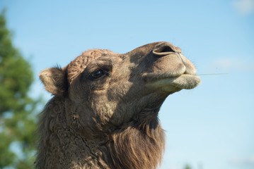 Portrait de chameau