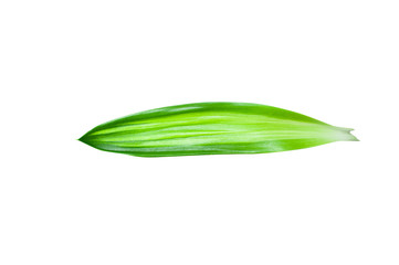Green leaves isolated on a white background.