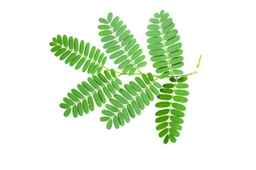 Green tamarind leaves isolated on a white background.