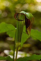 A Jack-in-the-pulpit, Arisaema triphyllum, growing in a wooded forest.