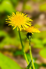 Close up of A pair of Yellow Dandlions Basking in the Morning Sun.