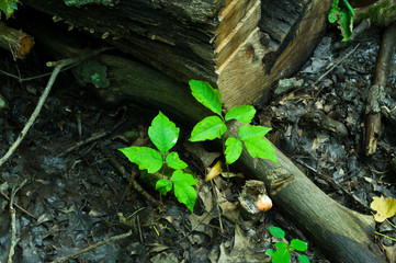 Poison Ivy