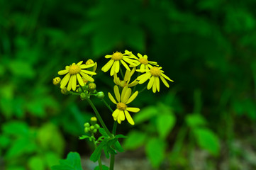 Fototapeta na wymiar Yellow Wildflowers