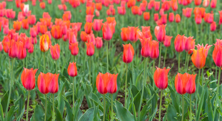 Obraz na płótnie Canvas Beautiful tulip flowers is a veritable Eden in Indira Gandhi Memorial Tulip Garden Srinagar is Asia’s largest such garden at Srinagar, Jammu and Kashmir, India