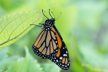 Butterfly 2019-28 / Monarch butterfly  (Danaus plexippus)