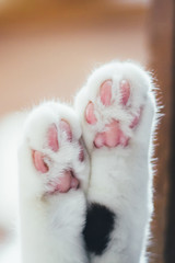 Lovely fluffy paws of a white cat with pink pads and black spots.