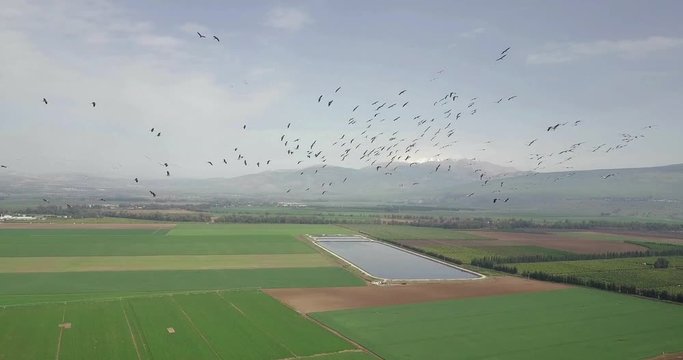 Flying close to Common Cranes in flight over Hula Valley Hula Valley, Wheat fields and Common crane in flight, Upper Galilee in background, drone shot, Israel