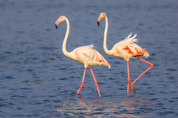 Two Flamingos walking