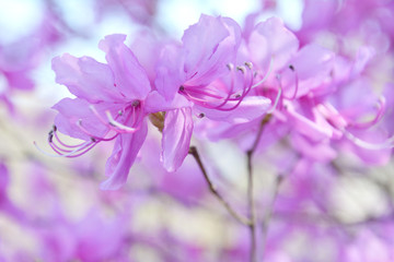 Fototapeta na wymiar ミツバツツジの花が咲く