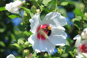ムクゲとクマバチ　Hibiscus syriacus