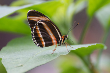 Butterfly 2019-34 / Banded Orange Butterfly (Dryadula phaetusa)