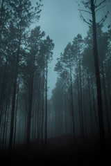 Fototapeta na wymiar Dark forest