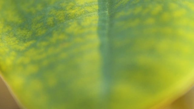 A SLOW MOTION MACRO SHOT of a Green Leaf Lit by the Warm Morning Sun Light