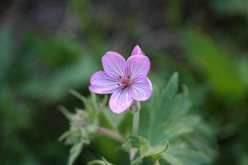 Fototapeta premium Pink Flower