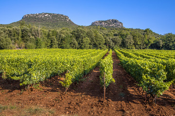 Fototapeta na wymiar Vineyard in Languedoc France