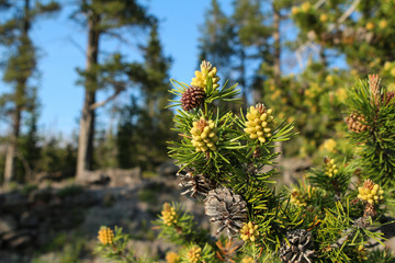 Budding Pine Cones