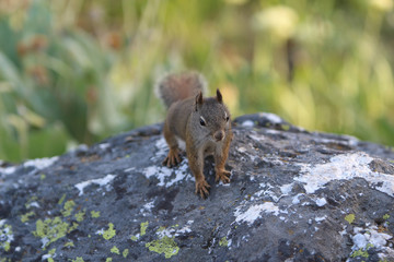 Fototapeta premium Squirrel