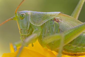 extreme close up of green grasshopper on yellow flower