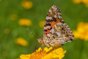 close up of Painted Lady butterfly sitting on yellow flower