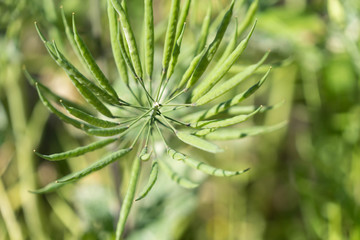Seeds of Rapeseed - Brassica napus - are grow in JAPAN.