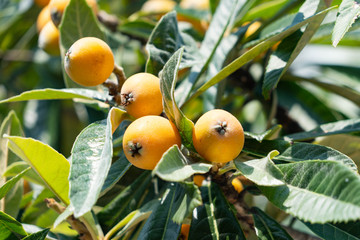 Fruit of loquat - Eriobotrya japonica - has become in Fukuoka city, JAPAN.