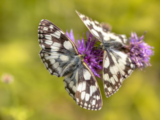 Obraz na płótnie Canvas Couple of Marbled White butterfly