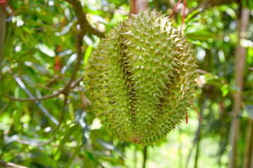 Durian on the tree in the garden