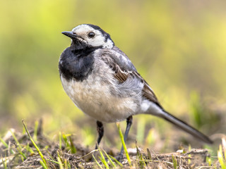 White wagtail in grass field