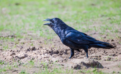 A raven stands in a meadow and calls. Concept protected animals.