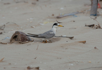 Little tern hatching on the beach