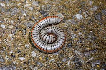 Night shot of millipede in the forest