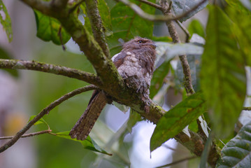 Blyth's Frogmouth, Javan Frogmouth