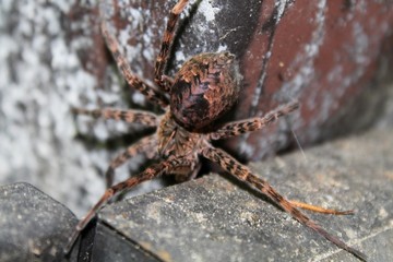 Closeup of Wolf Spider Lycosidae