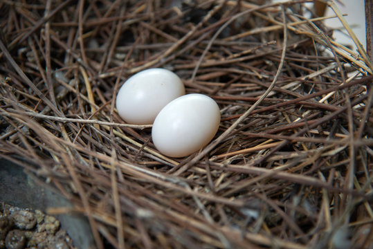 Pigeon egg pictures in the nest