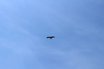 A bird, probably Japanese eagle, roaming freely in a hill of Oita Japan