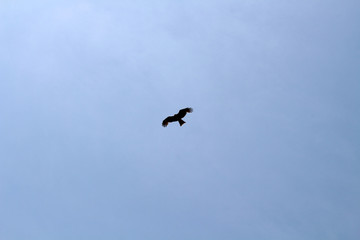 A bird, probably Japanese eagle, roaming freely in a hill of Oita Japan
