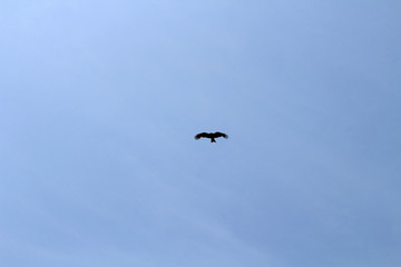 A bird, probably Japanese eagle, roaming freely in a hill of Oita Japan