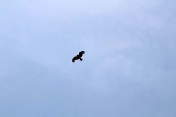 A bird, probably Japanese eagle, roaming freely in a hill of Oita Japan